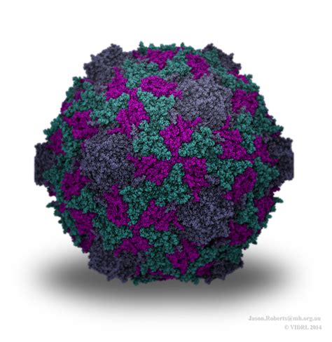electivire virus|Enterovirus – Wikipedie.
